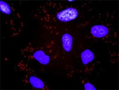 Proximity Ligation Assay: CACYBP Antibody [H00027101-D01P] - Analysis of protein-protein interactions between CACYBP and TBL1X. HeLa cells were stained with anti-CACYBP rabbit purified polyclonal 1:1200 and anti-TBL1X mouse monoclonal antibody 1:50. Each red dot represents the detection of protein-protein interaction complex, and nuclei were counterstained with DAPI (blue).