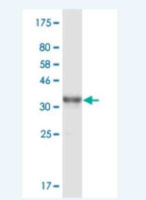 Western Blot: CAIN Antibody (2F5) [H00023523-M02] -  Detection against Immunogen (37.84 KDa) .