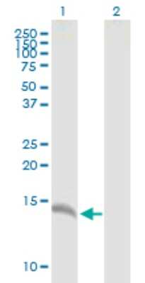 Western Blot: CALML3 Antibody [H00000810-B02P] - Analysis of CALML3 expression in transfected 293T cell line by CALML3 polyclonal antibody.  Lane 1: CALML3 transfected lysate(16.39 KDa). Lane 2: Non-transfected lysate.