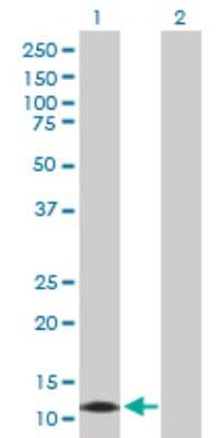 Western Blot: CALML3 Antibody [H00000810-D01P] - Analysis of CALML3 expression in transfected 293T cell line by CALML3 polyclonal antibody.Lane 1: CALML3 transfected lysate(16.90 KDa).Lane 2: Non-transfected lysate.