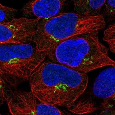 Immunocytochemistry/ Immunofluorescence CALML4 Antibody - BSA Free