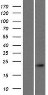 Western Blot CALML4 Overexpression Lysate