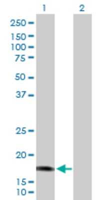 Western Blot: CALML5 Antibody [H00051806-D01P] - Analysis of CALML5 expression in transfected 293T cell line by CALML5 polyclonal antibody.Lane 1: CALML5 transfected lysate(15.90 KDa).Lane 2: Non-transfected lysate.