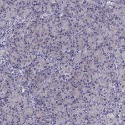 Immunohistochemistry-Paraffin: CALY Antibody [NBP1-91225] - Staining of human pancreas shows low expression as expected.