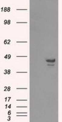 Western Blot: CAMKID Antibody (2C6) [NBP2-02314] - HEK293T cells were transfected with the pCMV6-ENTRY control (Left lane) or pCMV6-ENTRY CAMKID (Right lane) cDNA for 48 hrs and lysed. Equivalent amounts of cell lysates (5 ug per lane) were separated by SDS-PAGE and immunoblotted with anti-CAMKID.