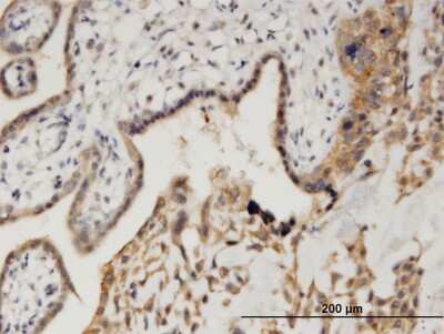 Immunohistochemistry-Paraffin CAMKID Antibody (3H8) - Azide and BSA Free