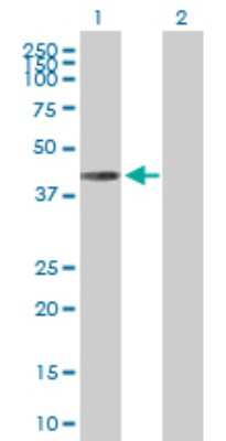 Western Blot: CAMKID Antibody [H00057118-D01P] - Analysis of CAMK1D expression in transfected 293T cell line by CAMK1D polyclonal antibody.Lane 1: CAMK1D transfected lysate(42.90 KDa).Lane 2: Non-transfected lysate.