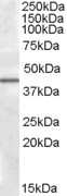 Western Blot: CAMKID Antibody [NBP1-28803] - (0.5ug/ml) staining of Human Liver lysate (35ug protein in RIPA buffer). Primary incubation was 1 hour. Detected by chemiluminescence.