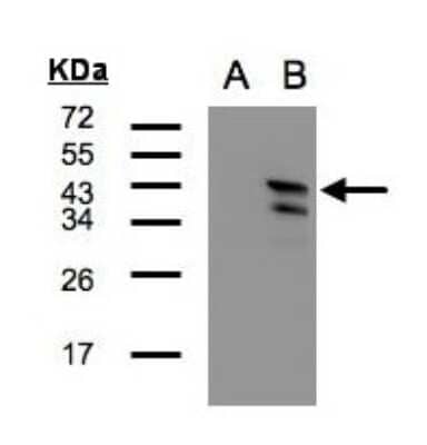 Western Blot CAMKID Antibody - BSA Free