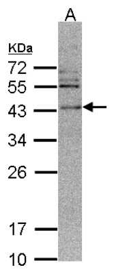 Western Blot: CAMKID Antibody [NBP1-32831] - Sample (30 ug of whole cell lysate)A: 293T 12% SDS PAGE, antibody diluted at 1:500.