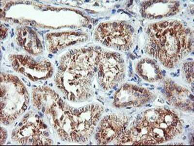 Immunohistochemistry: CAMLG Antibody (OTI1A3) - Azide and BSA Free [NBP2-70331] - Staining of paraffin-embedded Human Kidney tissue using anti-CAMLG mouse monoclonal antibody.