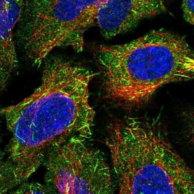 Immunocytochemistry/Immunofluorescence: CAMSAP1L1 Antibody [NBP1-82934] - Staining of human cell line U-2 OS shows positivity in cytoplasm & microtubule plus end.