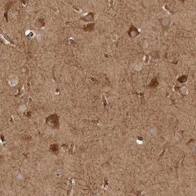 Immunohistochemistry-Paraffin: CAMSAP1L1 Antibody [NBP1-82933] - Staining of human cerebral cortex shows strong cytoplasmic positivity in neurons.