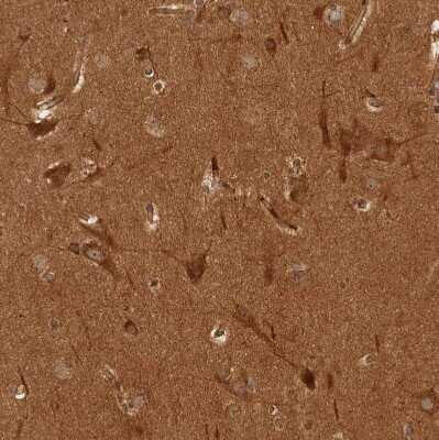 Immunohistochemistry-Paraffin: CAMSAP1L1 Antibody [NBP1-82934] - Staining of human cerebral cortex shows strong cytoplasmic positivity in neurons.