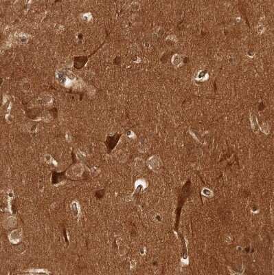 Immunohistochemistry-Paraffin: CAMSAP1L1 Antibody [NBP1-82935] - Staining of human cerebral cortex shows strong cytoplasmic positivity in neurons.