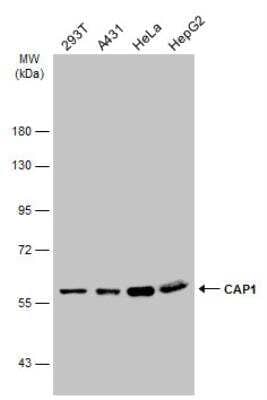 Western Blot: CAP1 Antibody [NBP1-31718] - Various whole cell extracts (30 ug) were separated by 7.5% SDS-PAGE, and the membrane was blotted with CAP1 antibody [C1C3] diluted at 1:3000. The HRP-conjugated anti-rabbit IgG antibody was used to detect the primary antibody.