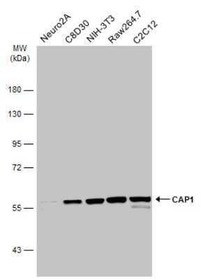 Western Blot: CAP1 Antibody [NBP1-31718] - Various whole cell extracts (30 ug) were separated by 7.5% SDS-PAGE, and the membrane was blotted with CAP1 antibody [C1C3] diluted at 1:3000. The HRP-conjugated anti-rabbit IgG antibody was used to detect the primary antibody.