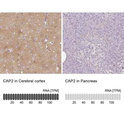 <b>Orthogonal Strategies Validation. </b>Immunohistochemistry-Paraffin: CAP2 Antibody [NBP2-30561] - Staining in human cerebral cortex and pancreas tissues using anti-CAP2 antibody. Corresponding CAP2 RNA-seq data are presented for the same tissues.