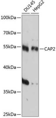 Western Blot: CAP2 Antibody [NBP2-92158] - Analysis of extracts of various cell lines, using CAP2 at 1:3000 dilution.Secondary antibody: HRP Goat Anti-Rabbit IgG (H+L) at 1:10000 dilution.Lysates/proteins: 25ug per lane.Blocking buffer: 3% nonfat dry milk in TBST.Detection: ECL Basic Kit .Exposure time: 10s.