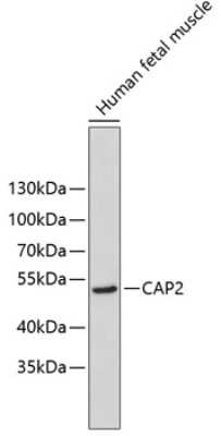 Western Blot: CAP2 Antibody [NBP3-05199] - Analysis of extracts of human fetal muscle, using CAP2 antibody . Secondary antibody: HRP Goat Anti-Rabbit IgG (H+L) at 1:10000 dilution. Lysates/proteins: 25ug per lane. Blocking buffer: 3% nonfat dry milk in TBST.