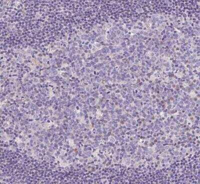 Immunohistochemistry-Paraffin: CAPC / LRRC26 Antibody [NBP2-30877] - Staining of human lymph node shows no positivity in germinal center cells as expected.