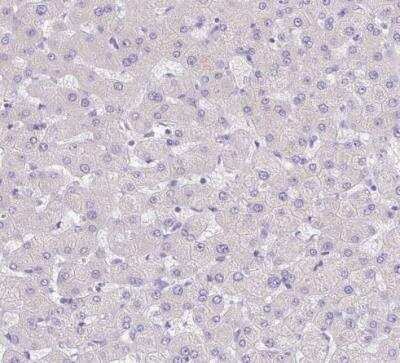 Immunohistochemistry-Paraffin: CAPC / LRRC26 Antibody [NBP2-30877] - Staining of human liver shows no positivity in hepatocytes as expected.