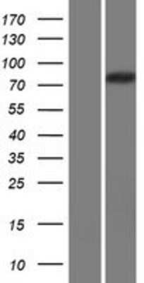 Western Blot CAPN14 Overexpression Lysate