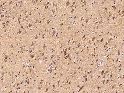Immunohistochemistry-Paraffin: CAPRIN2 Antibody [NBP3-06021] - Immunochemical staining of human CAPRIN2 in human brain with rabbit polyclonal antibody at 1:100 dilution, formalin-fixed paraffin embedded sections.