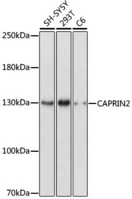 Western Blot CAPRIN2 Antibody - Azide and BSA Free