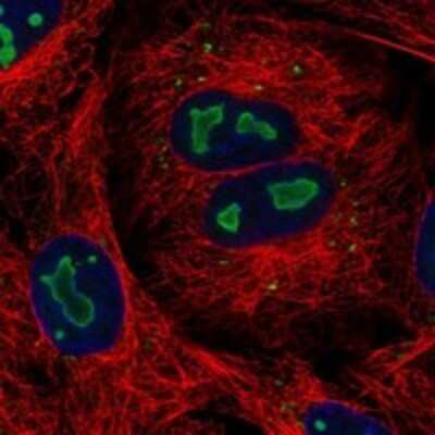 Immunocytochemistry/ Immunofluorescence CAPS2 Antibody