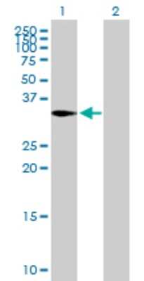 Western Blot: CAPZA2 Antibody [H00000830-B01P] - Analysis of CAPZA2 expression in transfected 293T cell line by CAPZA2 polyclonal antibody.  Lane 1: CAPZA2 transfected lysate(31.46 KDa). Lane 2: Non-transfected lysate.