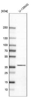 Western Blot: CAPZA2 Antibody [NBP1-86632] - Analysis in human cell line U-138MG.