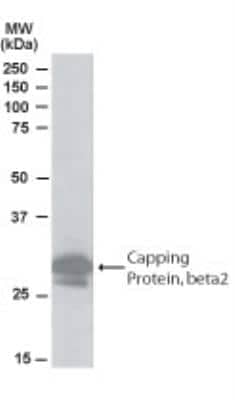 Western Blot: CAPZB Antibody [NB100-814] - (1ug/ml) of Hela lysate (RIPA buffer, 35ug total protein per lane).