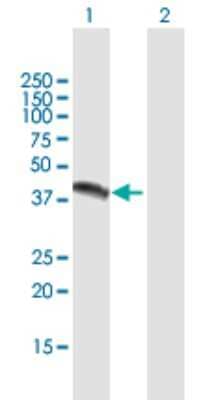 Western Blot: CAR/NR1I3 Antibody [H00009970-B01P] - Analysis of NR1I3 expression in transfected 293T cell line by NR1I3 polyclonal antibody.  Lane 1: NR1I3 transfected lysate(38.72 KDa). Lane 2: Non-transfected lysate.