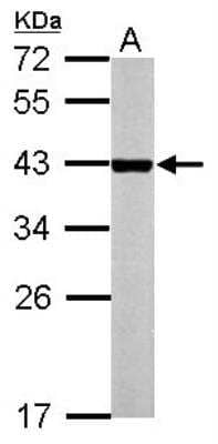 Western Blot: CAR/NR1I3 Antibody [NBP2-19577] - Sample (50 ug of whole cell lysate) A: Mouse Liver, 12% SDS PAGE gel, diluted at 1:1000.