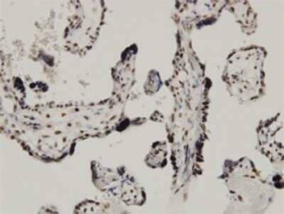 Immunohistochemistry-Paraffin: CARF/CDKN2AIP Antibody (1A6) [H00055602-M02] - Analysis of monoclonal antibody to CARF on formalin-fixed paraffin-embedded human placenta. Antibody concentration 3 ug/ml.