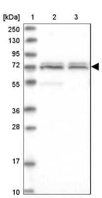 Western Blot CARF/CDKN2AIP Antibody - BSA Free