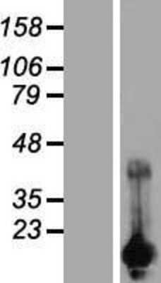 Western Blot: CARHSP1 Overexpression Lysate (Adult Normal) [NBP2-08373] Left-Empty vector transfected control cell lysate (HEK293 cell lysate); Right -Over-expression Lysate for CARHSP1.