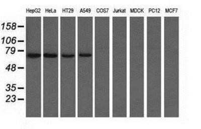 Flow Cytometry: CARNMT1 Antibody (OTI4B7) - Azide and BSA Free [NBP2-72398] - Analysis of extracts (35ug) from 9 different cell lines by using anti-C9orf41 monoclonal antibody.