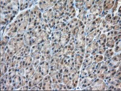 Immunohistochemistry: CARNMT1 Antibody (OTI4B7) - Azide and BSA Free [NBP2-72398] - Staining of paraffin-embedded Human pancreas tissue using anti-C9orf41 mouse monoclonal antibody.