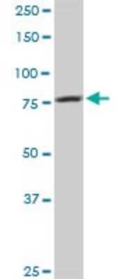 Western Blot: CARS Antibody [H00000833-B01P] - Analysis of CARS expression in HeLa.