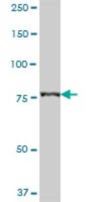 Western Blot: CARS Antibody [H00000833-B01P] - Analysis of CARS expression in human liver.