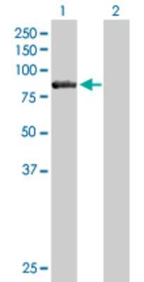 Western Blot: CARS Antibody [H00000833-B01P] - Analysis of CARS expression in transfected 293T cell line by CARS polyclonal antibody.  Lane 1: CARS transfected lysate(82.28 KDa). Lane 2: Non-transfected lysate.