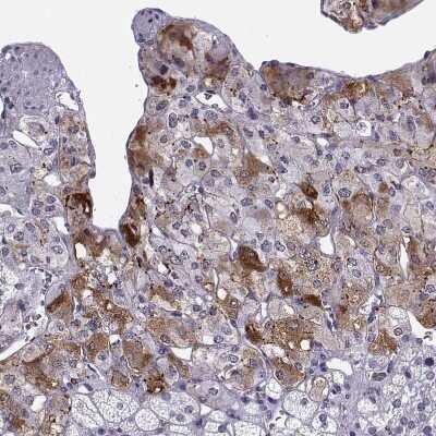 Immunohistochemistry-Paraffin: CART/CARTPT Antibody [NBP1-91749] - Staining of human adrenal gland shows strong cytoplasmic positivity in glandular cells in adrenal medulla.