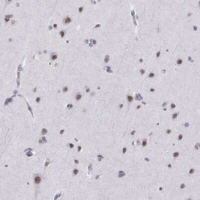 Immunohistochemistry-Paraffin: CART/CARTPT Antibody [NBP1-91749] - Staining of human cerebral cortex shows moderate nuclear positivity in neuronal cells.