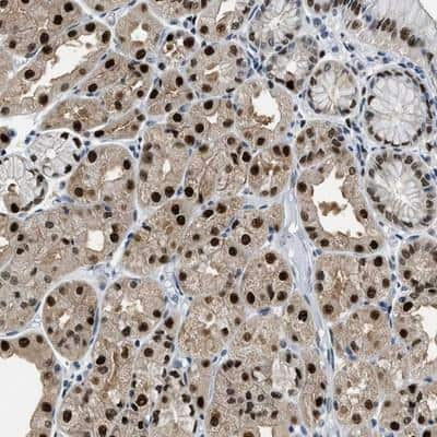 Immunohistochemistry: CART1 Antibody [NBP1-88190] - Staining of human stomach shows strong nuclear positivity in glandular cells.