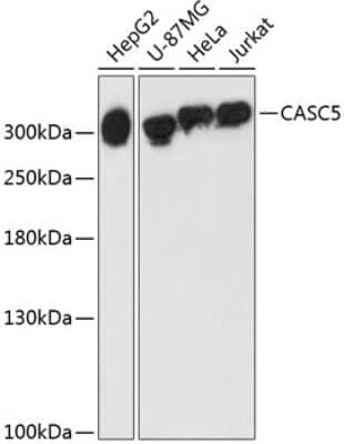 Western Blot: CASC5 Antibody [NBP2-92855] - Analysis of extracts of various cell lines, using CASC5 antibody at 1:3000 dilution.Secondary antibody: HRP Goat Anti-Rabbit IgG (H+L) at 1:10000 dilution.Lysates/proteins: 25ug per lane. Blocking buffer: 3% nonfat dry milk in TBST.Detection: ECL Enhanced Kit. Exposure time: 90s.