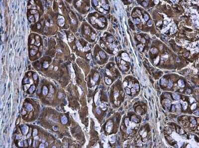 Immunohistochemistry-Paraffin: CASK Antibody [NBP3-13185] - CASK antibody detects CASK protein at cytoplasm in mouse colon by immunohistochemical analysis. Sample: Paraffin-embedded mouse colon. CASK antibody (NBP3-13185) diluted at 1:500. Antigen Retrieval: Citrate buffer, pH 6.0, 15 min