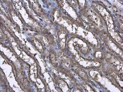 Immunohistochemistry-Paraffin: CASK Antibody [NBP3-13185] - CASK antibody detects CASK protein at cytoplasm in rat kidney by immunohistochemical analysis. Sample: Paraffin-embedded rat kidney. CASK antibody (NBP3-13185) diluted at 1:500. Antigen Retrieval: Citrate buffer, pH 6.0, 15 min