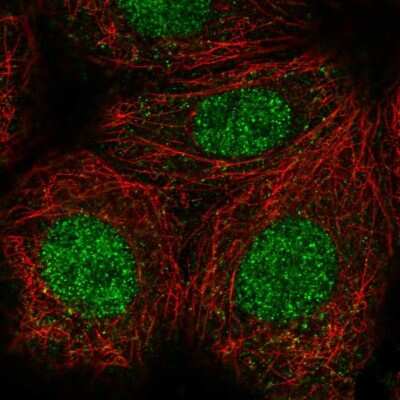 Immunocytochemistry/Immunofluorescence: CASK Interacting Protein 1 Antibody [NBP2-30414] - Immunofluorescent staining of human cell line MCF7 shows localization to nucleus.